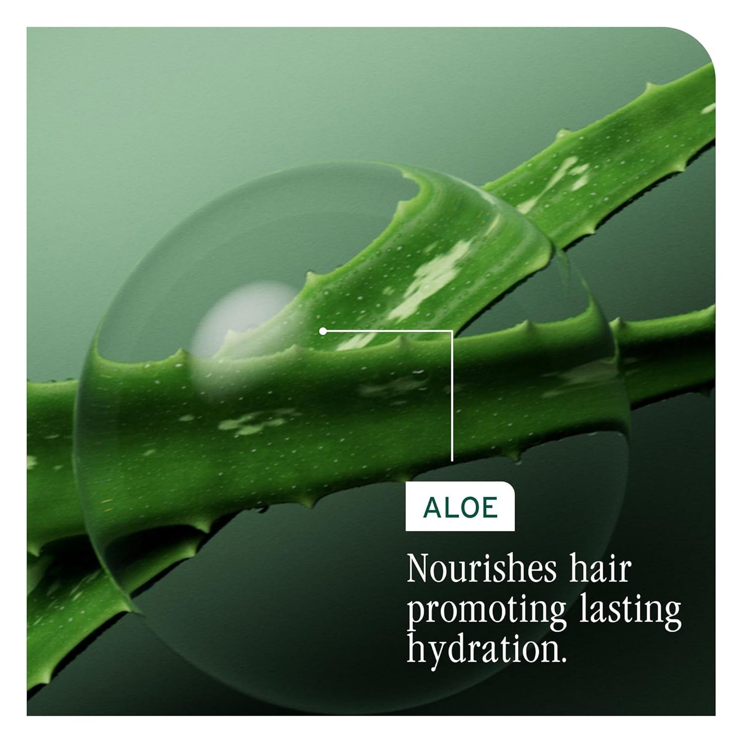 Biolage Hydra Source Shampoo - Softens & Adds Shine, for Dry Hair, Infused with Micro-Filtered Aloe Vera & Fermented Hyaluronic Acid, Vegan & Paraben-Free, Packaging May Vary